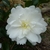 Camellia sasanqua Fuji no Yuki (1)