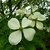 Cornus Norman Hadden (1)