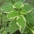 Cornus alternifolia Pinky Spot (2)