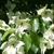 Cornus kousa China Girl (3)