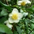 Camellia sinensis (2)