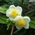 Camellia sinensis (1)