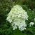 Hydrangea paniculata Limelight (2)