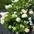 Hydrangea paniculata Bomb Shell (2)