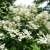 Hydrangea paniculata Early Sensation (10)