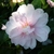 Camellia sasanqua Jean May (1)