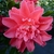 Camellia japonica Mark Alan (5)