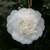 Camellia japonica Nobilissima (2)
