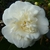 Camellia japonica Nobilissima (5)
