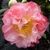 Camellia japonica Nuccio's Jewel (2)