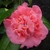 Camellia japonica Scentsation