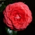 Camellia x Black Lace (3)