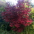 Acer palmatum Bloodgood (2)