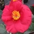 Camellia japonica San Dimas (1)