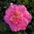 Camellia sasanqua Belinda (4)