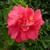 Camellia sasanqua Bonanza (5)