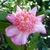 Camellia sasanqua Choji Guruma (8)