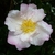 Camellia sasanqua Day Dream (2)