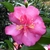 Camellia sasanqua Dazzler (1)