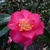 Camellia sasanqua Dazzler (2)