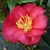 Camellia sasanqua Dot Spengler (2)