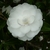 Camellia sasanqua Early Pearly (5)