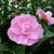 Camellia sasanqua Fanny (1)