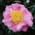 Camellia sasanqua Ishtar