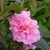 Camellia sasanqua Jennifer Susan (2)