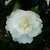 Camellia sasanqua Kogyoku (3)
