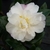 Camellia sasanqua Little Pearl (3)