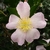 Camellia sasanqua Maiden's Blush (2)