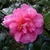 Camellia sasanqua Sparkling Burgundy (2)