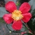 Camellia vernalis Yuletide (4)