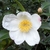 Camellia x Survivor