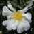 Camellia sasanqua Setsugekka (2)