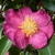 Camellia sasanqua Kishar (1)