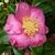 Camellia sasanqua Kishar (2)
