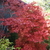 Acer palmatum Pixie (2)