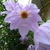 Dahlia imperialis (1)