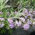 Buddleja alternifolia Argentea (3)