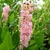 Clethra alnifolia Ruby Spice (8)