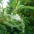 Clethra barbinervis (6)