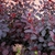 Cotinus Dusky Maiden