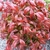 Nandina domestica Fire Power (3)