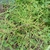 Nandina domestica Orihime (2)