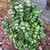 Ligustrum japonicum Rotundifolium