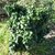 Ligustrum japonicum Rotundifolium (2)