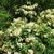Rhododendron Daviesii (2)