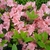 Rhododendron Blaauw's Pink (1)